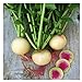 photo Watermelon Radish Seeds | Heirloom & Non-GMO Vegetable Seeds | Radish Seeds for Planting Home Outdoor Gardens | Planting Instructions Included with Each Packet