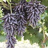 30pcs Finger Grape Seeds Advanced Fruit Natural Growth Sweet Gardening Plants photo / $7.99 ($0.27 / Count)