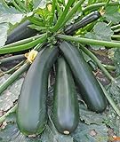 Seeds Squash Zucchini Light Green Heirloom Vegetable for Planting Non GMO photo / $8.99