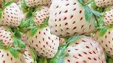 White Strawberry Seeds - 200+ Seeds - White Pineberry Seeds - Made in USA, Ships from Iowa. photo / $7.98 ($0.04 / Count)