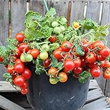Vilma Tomatensamen für ca. 15 Pflanzen - ideal für Balkonkästen, kompakt und ertragreich foto / 1,99 € (0,13 € / stück)