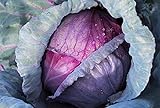Cabbage, Red Acre Seeds, Non-GMO, 25+ Seeds per Package, This Hardy, Healthy and Delicious Crop is Easy to Grow and Ideal for Small and Large Gardens . Jacobs Ladder Ent. photo / $1.79 ($1.79 / Count)