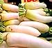 photo Big Pack - (3,000) Japanese Daikon - Daikon Radish Seeds - Japanese Radish - Non-GMO Seeds by MySeeds.Co (Big Pack - Daicon Radish)