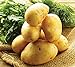 photo Simply Seed - 5 LB - German Butterball Potato Seed - Non GMO - Naturally Grown - Order Now for Spring Planting