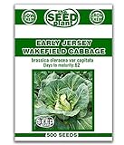 Early Jersey Wakefield Cabbage Seeds -500 Seeds Non-GMO photo / $1.59