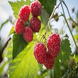 Heritage Raspberry - 2 Red Raspberry Plants - Everbearing - Organic Grown - photo / $28.95