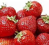 100 Pcs Strawberry Seeds - Strawberry Seeds for Planting Outdoor - Non GMO - High Germination - High Yield - Sweet and Melt in The Mouth - Heirloom Fruit Seed photo / $10.86 ($0.11 / Count)