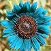 foto 50 Stück Sonnenblumenkerne zum Pflanzen, Pflanzen im Frühling Sonnenschein bevorzugen blaue Blume Umweltfreundliche Sonnenblumenkerne für Küche, Garten und Balkon – Sonnenblumenkerne