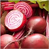 Seed Needs, Chioggia Beets (Beta vulgaris) Bulk Package of 2,000 Seeds Non-GMO photo / $7.49