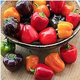 Mini Belle Mix Sweet Peppers Seeds (20+ Seeds) | Non GMO | Vegetable Fruit Herb Flower Seeds for Planting | Home Garden Greenhouse Pack photo / $3.69 ($0.18 / Count)