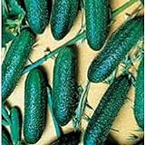 Cool Breeze Cucumbers Seeds (20+ Seeds) | Non GMO | Vegetable Fruit Herb Flower Seeds for Planting | Home Garden Greenhouse Pack photo / $3.69 ($0.18 / Count)