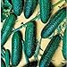 photo Cool Breeze Cucumbers Seeds (20+ Seeds) | Non GMO | Vegetable Fruit Herb Flower Seeds for Planting | Home Garden Greenhouse Pack
