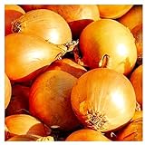 250 Utah Yellow Sweet Spanish Onion Seeds | Non-GMO | Fresh Garden Seeds | Instant Latch photo / $6.95