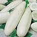 foto weiße Gurke 25 x Samen aus Portugal in 100% Natur-Qualität super frischer Geschmack ohne Chemie!