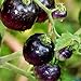foto Tomato Schwarze ''Black Pirat'' 25 x Samen aus Portugal 100% Natursamen ohne chemische Anzuchthilfen oder Gentechnik