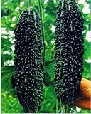 Black Bitter Melon Seeds for Planting, 10 Seeds - Dark Jade Bitter Melon - Ships from Iowa, USA photo / $9.96 ($0.20 / Count)