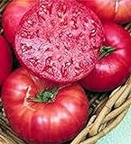Pink Ponderosa Heirloom Tomato Seeds - Large Tomato - One of The Most Delicious Tomatoes for Home Growing, Non GMO - Neonicotinoid-Free. photo / $12.99 ($1,299.00 / Ounce)