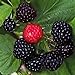 photo Black Raspberry Bush Seeds! SWEET DELICIOUS FRUIT