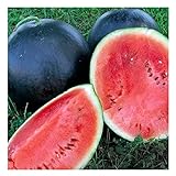 25 Black Diamond Watermelon Seeds | Non-GMO | Heirloom | Instant Latch Garden Seeds photo / $6.95