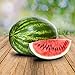 foto Wassermelon Klondike 25 x Samen - 100% Natursamen, Superfruchtig und Herrlich Erfrischend