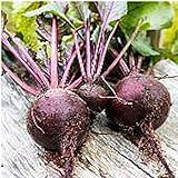 Long Season Lutz Beets Seeds (((50 Seed Packet))) (More Heirloom, Organic, Non GMO, Vegetable, Fruit, Herb, Flower Garden Seeds at Seed King Express) photo / $5.69