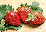 200pcs Giant Strawberry Seeds, Sweet Red Strawberry Garden Strawberry Fruit Seeds, for Garden Planting photo / $9.90