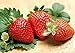 photo 200pcs Giant Strawberry Seeds, Sweet Red Strawberry Garden Strawberry Fruit Seeds, for Garden Planting