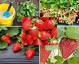 200+ Red Climbing Strawberry Seeds for Planting - Easy to Grow Everbearing Garden Fruit Seeds - Ships from Iowa, USA photo / $8.49 ($0.03 / Count)