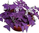 Oxalis Triangularis 10 Bulbs - Purple Shamrocks Lucky Lovely Flowers Bulbs Grows Indoor or Outdoor photo / $10.90
