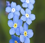 Big Pack - (50,000) French Forget Me Not, Myosotis sylvatica Flower Seeds - Perennial Zone 3-9 - Flower Seeds By MySeeds.Co (Big Pack - Forget Me Not) photo / $12.95 ($0.00 / Count)