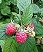 photo Polka Raspberry Bare Root - Non-GMO - Nearly THORNLESS - Produces Large, Firm Berries with Good Flavor - Wrapped in Coco Coir - GreenEase by ENROOT (4)