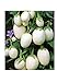 foto Aubergine White Mini - Eierfrucht - 20 Samen