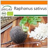 SAFLAX - Ecológico - Rábano - Español Negro - 100 semillas - Raphanus sativus foto / 3,95 €