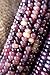 photo Amethyst Dream Purple Glass Gem Cherokee Indian Corn Heirloom Premium Seed Packet + More