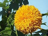 Sonnenblumenkerne 20 / Pack (Helianthus annus) Bio-Hausgarten ohne GVO Sonnige Sonnenblumenkerne Offene bestäubte Samen zum Pflanzen von großen Teddy-Sonnenblumen foto / 7,02 €