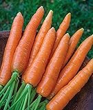 700+ Seeds of Carrot Scarlet Nantes, Daucus carota, Great Flavor, Texture, Uniformity Carrot, Heirloom, Non-GMO Seeds, Open Pollinated, Cool Season photo / $6.99