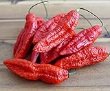 Hot Chili Pfeffer Bhut Jolokia Rot - Pepper - ertragreich - über eine Million Einheiten - 10 Samen foto / 1,60 €