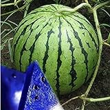 MITRAEE Fresh 100pcs Watermelon Fruit Seeds for Planting Blue photo / $10.50