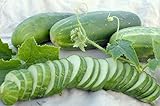 Ashley Slicing Cucumber Seeds, 50 Heirloom Seeds Per Packet, Non GMO Seeds, Botanical Name: Cucumis sativus, Isla's Garden Seeds photo / $5.99 ($0.12 / Count)
