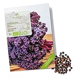 BIO Grünkohl Samen (Redbor) - Grünkohl Saatgut aus biologischem Anbau ideal für die Anzucht im Garten, Balkon oder Terrasse foto / 4,90 €