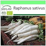 SAFLAX - BIO - Rettich - Japanischer Daikon - 100 Samen - Raphanus sativus foto / 3,95 €