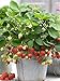 photo 100+ Wild Strawberry Strawberries Seeds Fragaria Vesca Edible Garden Fruit Heirloom Non-GMO