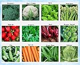 Premium Winter Vegetable Seeds Collection Organic Non-GMO Heirloom Seeds 12 Varieties: Radish, Pea, Broccoli, Beet, Carrot, Cauliflower, Green Bean, Kale, Arugula, Cabbage, Asparagus, Brussel Sprout photo / $15.95 ($1.33 / Count)
