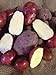 photo Seed Potato, Red Lasoda, (5 Lbs.), Certified Minnesota Grown Red Lasoda