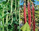 60 Heirloom Red&Green Long Bean Seeds - Long Asparagus Bean Noodle Pole Bean Garden Vegetable Seeds - Green and Red Fresh Chinese Vegetable Seeds for Planting Outside or Yard photo / $7.99
