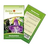 Glockenreben Violett Blue Samen - Cobaea scandens - Glockenrebensamen - Blumensamen - Saatgut für 8 Pflanzen foto / 2,19 € (0,27 € / stück)
