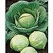 photo David's Garden Seeds Cabbage Dutch Early Round 2358 (Green) 50 Non-GMO, Heirloom Seeds