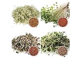 1 kg BIO Keimsprossen Mischung -4 Sorten Mix- Keimsaat 4 x 250 g Samen für die Sprossenanzucht Alfalfa, Kresse, Radies, Salatrauke Sprossen Microgreen Mikrogrün foto / 29,95 € (29,95 € / KG)