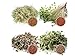 foto 1 kg BIO Keimsprossen Mischung -4 Sorten Mix- Keimsaat 4 x 250 g Samen für die Sprossenanzucht Alfalfa, Kresse, Radies, Salatrauke Sprossen Microgreen Mikrogrün