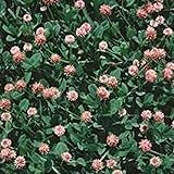 Strawberry Clover - 1 LB ~270,000 Seeds - Hay, Silage, Green Manure or Farm & Garden Cover Crops - Attracts Pollinators photo / $20.18 ($1.26 / Ounce)